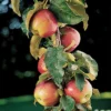 Scarlet Sentinel&trade; Columnar Apple