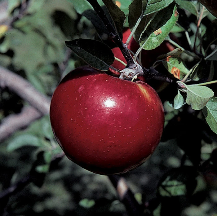 Royal Court™ Cortland Semi Dwarf Apple 1 Royal Court™ Cortland Semi Dwarf Apple