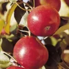 Freedom Semi Dwarf Apple