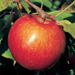 Haralson Semi Dwarf Apple