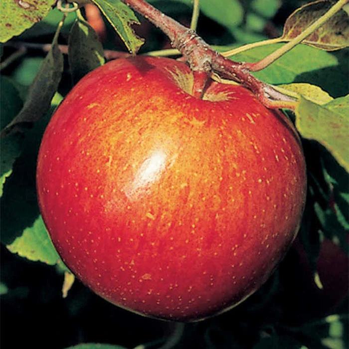 Haralson Dwarf Apple 1 Haralson Dwarf Apple