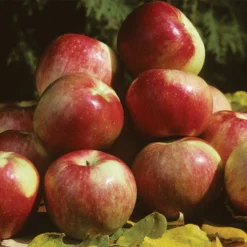 Zestar Dwarf Apple
