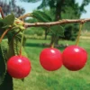 Montmorency Dwarf Pie Cherry