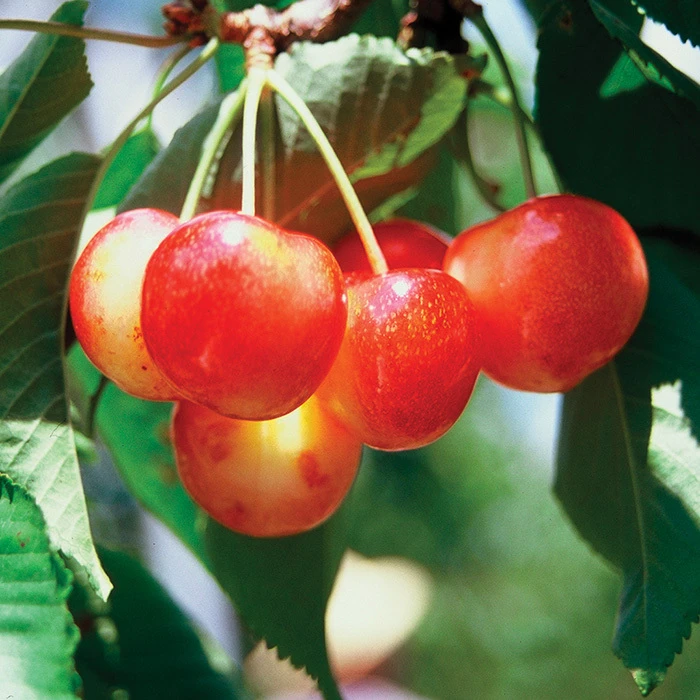 WhiteGold® Standard Sweet Cherry 1 WhiteGold® Standard Sweet Cherry