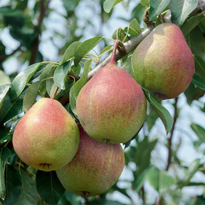 Seckel Dwarf Pear 1 Seckel Dwarf Pear