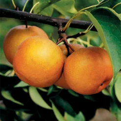 Korean Giant Or Olympic Asian Pear