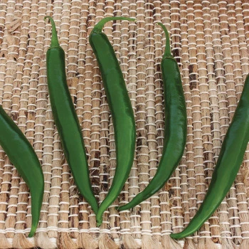 Crackle Hybrid Pepper 1 Crackle Hybrid Pepper