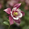 Kirigami™ Rose & Pink Aquilegia