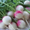 Red Head Radish