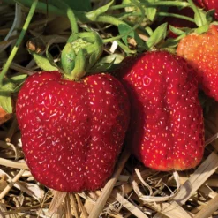 Albion Everbearing Strawberry