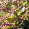 New Red Fire Lettuce