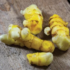 White Turmeric