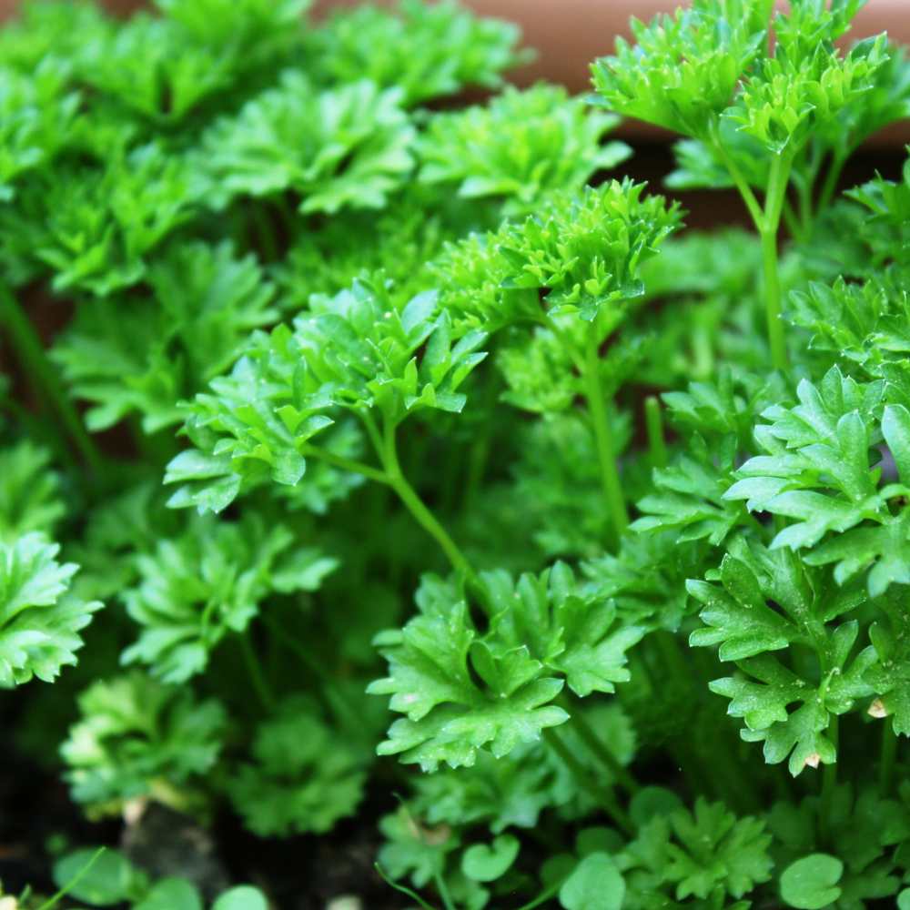 Outlet Verdant Buds Store -Outlet Verdant Buds Store 12 1